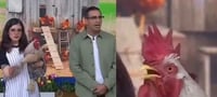 Un gallo 'cantando' en Venga La Alegría se volvió viral