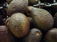 Propone Secretaría de Agricultura inspección mexicana para exportaciones de aguacate y mango a EUA