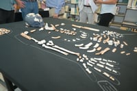 INAH presenta los restos del 'Hombre de Bilbao', reciente descubrimiento arqueológico de Coahuila