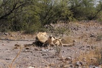 Lluvias alivian sequía pero no en Durango