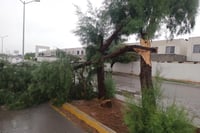 Reportan 8 árboles caídos por fuertes vientos y lluvia en Torreón