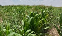 Regidor de San Pedro denuncia pérdidas en cultivos de sorgo forrajero: 'Nos dieron gato por liebre'