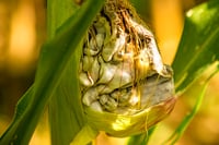 Comer huitlacoche tiene beneficios