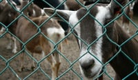 Promueve Sader valor agregado de la leche de cabra