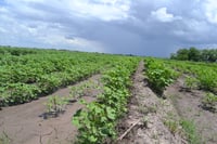 Agroquímicos aplicados en La Laguna persisten en agua y suelo