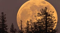 ¿Cuándo y dónde ver la Luna del Cazador 2024?