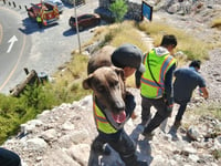 Rescatan a perrito deshidratado en la Ruta del Cristo de las Noas