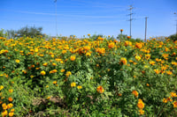 Guías de traslado de flor de temporada serán gratuitas en Lerdo