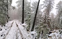 Chihuahua registra las primeras nevadas ¿Cómo será el clima en Torreón?