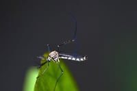 Coahuila supera los 3 mil casos de dengue; en La Laguna van más de mil y 8 muertes