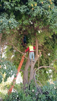 Mejoran eficiencia de alumbrado en Gómez Palacio