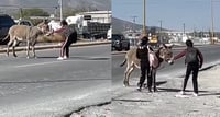 VIRAL: Jóvenes rescatan a burro de ser atropellado en Coahuila