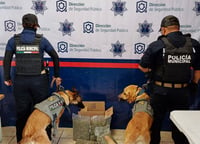 Binomio del K-9 de la DSPM asegura droga en paquetería de Torreón