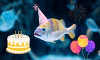 Un estudio desvela que los peces 'eligen' su propio cumpleaños y deciden cuándo eclosionar