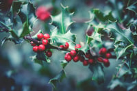 Plantas navideñas que pueden atraer insectos