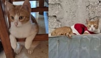 Exigen justicia para 'Kasi', gato que falleció tras sufrir abuso