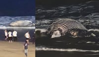 Encuentran a ballena muerta en malecón de Mazatlán