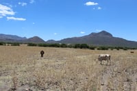 Pese a frentes fríos, sequía se mantiene imparable en Coahuila y Durango