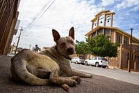 Recomiendan cuidados para evitar hipotermia en mascotas