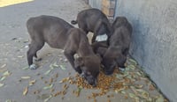 Reportan a cuatro cachorros que 'tiraron' en el exterior del Estadio Revolución