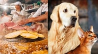 ¿Cómo saber si la carne de mis tacos es de perro o gato?