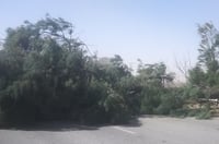 Viento deja saldo de árbol caído sobre la carretera Torreón- San Pedro y leves incendios