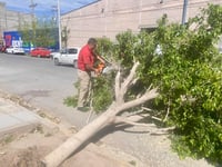 Por vientos de hasta 38 km/h emiten recomendaciones para evitar riesgos en Torreón