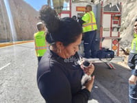 Rescatan a pequeño felino atrapado en el Cerro del Noas, corredores lo adoptan 