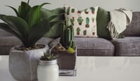 3 plantas que debes evitar en tu casa para no atraer a los mosquitos en temporada de calor