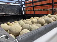 Productores de Matamoros con buenas expectativas para la comercialización del melón
