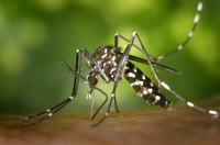 En Coahuila, serotipo de dengue de mayor circulación es el DENV-3; van 8 casos con signos de alarma