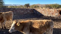 Aumentan casos de gusano barrenador en ganado, plaga afecta Chiapas y Campeche