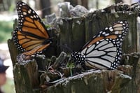 Incendio alcanza santuario de la Mariposa Monarca en Michoacán
