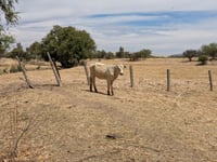 Durango sigue sin alivio por sequía y Coahuila mantiene zona sin afectaciones