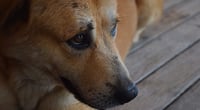 Defensoría Animalista de luto tras asesinato de activista en Culiacán