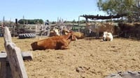 Ganaderos denuncian intentos de abigeato ante la FGE