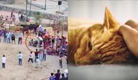 Denuncian a pobladores de Guanajuato; ataron pirotecnia a gatos en festival