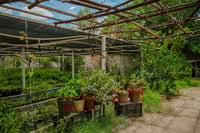 Reciben 3 mil nuevos árboles en Vivero Municipal de Torreón y aseguran estar en contra de tala injustificada