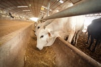 Piden ganaderos estrechar cerco sanitario para evitar llegada del gusano barrenador