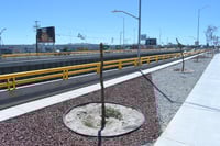 Sustituyen árboles secos en el Giro Independencia y mantienen garantía