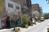 Cómo evitar que se sequen los árboles en la ciudad | Consejos prácticos