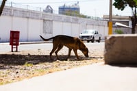 Coahuila registra 560 mil mascotas pero preocupa alza de perros en situación de calle