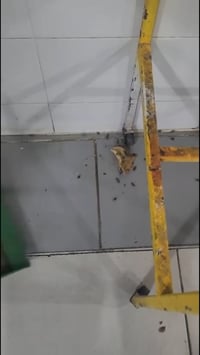 Solicitan fumigación especial en UMAE 71 del IMSS en Torreón