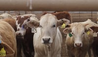 Reanuda México exportación de ganado en pie a Estados Unidos: Sader