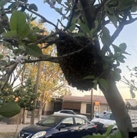Piden reportar enjambres para su reubicación