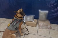 La agente canina “Olivia” localiza droga con valor en el mercado de 32 mil pesos