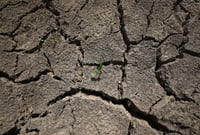 Sequía persiste en Coahuila y Durango pese a lluvias recientes