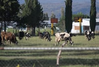 Durango defiende su sanidad ganadera ante medidas por brote de gusano barrenador en Veracruz