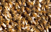 Van por estrategia para proteger polinizadores y ecosistemas clave