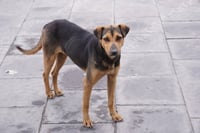 Alistan jornada especial de adopciones caninas